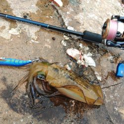 エギング絶好調！